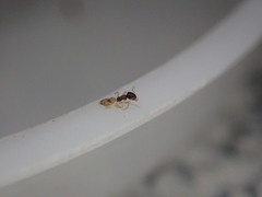 Tapinoma melanocephalum