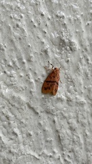 Miltochrista arcuata