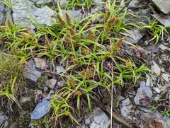 Carex satsumensis