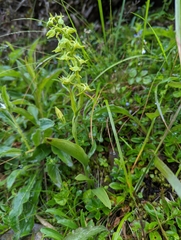 Platanthera mandarinorum pachyglossa