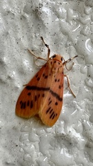 Miltochrista arcuata