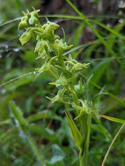 Platanthera mandarinorum pachyglossa