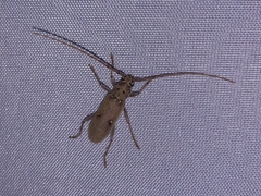 Eburia mutica