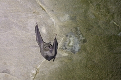 Rousettus aegyptiacus