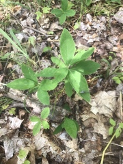 Lonicera hirsuta