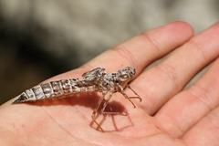 Anax immaculifrons