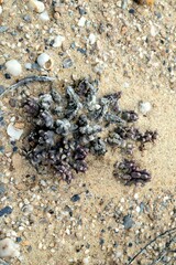 Tridentea pachyrrhiza