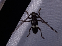 Enaphalodes taeniatus