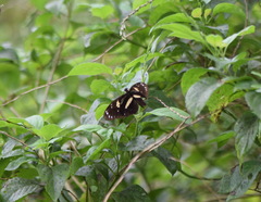 Heliconius atthis