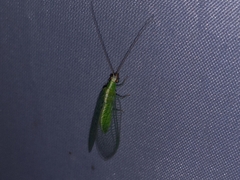 Chrysopodes