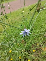Cichorium intybus