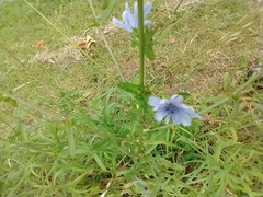 Cichorium intybus