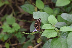 Heliconius atthis