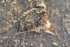 Hemiechinus auritus