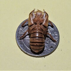Okanagana viridis