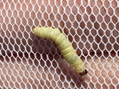 Tortrix viridana