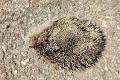 Hemiechinus auritus