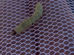 Tortrix viridana