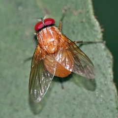 Dichaetomyia johannis