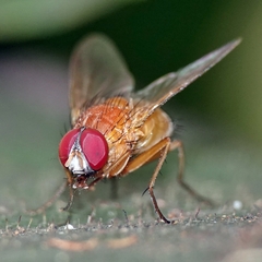 Dichaetomyia johannis