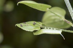 Macroglossum bombylans