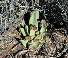 Pleiospilos compactus canus