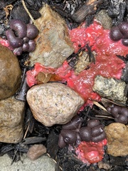 Integripelta