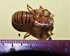 Okanagana viridis