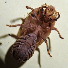 Okanagana viridis