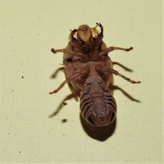 Okanagana viridis