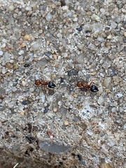 Crematogaster laeviuscula