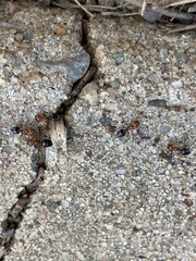 Crematogaster laeviuscula