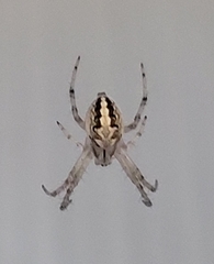 Araneidae