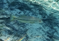 Micropterus haiaka