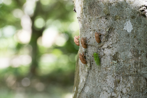 Peaceful Cicada photo 3