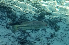 Micropterus haiaka