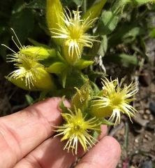 Silene parishii