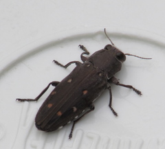 Chrysobothris basalis