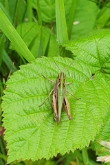 Omocestus viridulus