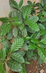 Psychotria viridis
