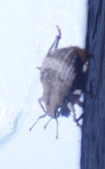 Pseudocneorhinus bifasciatus