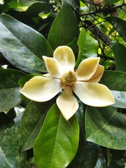 Magnolia gilbertoi