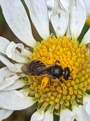 Lasioglossum