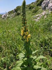 Verbascum spectabile