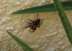 Habronattus forticulus