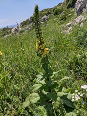 Verbascum spectabile