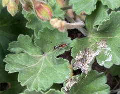 Ichneumonidae