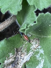 Ichneumonidae