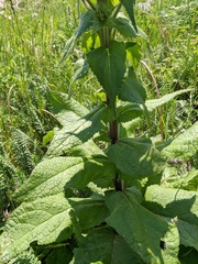 Verbascum spectabile