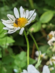 Lasioglossum
